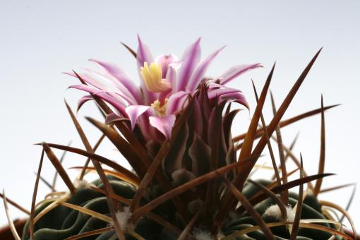 Echinofossulocactus erectocentrus Dr. Arroyo - Miery Noriega, NL, MEX 