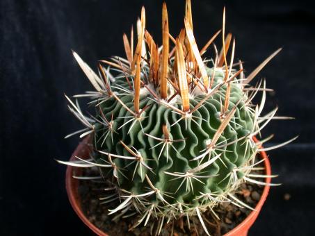 Echinofossulocactus erectocentrus GL89.3 Aramberri, NL, MEX 