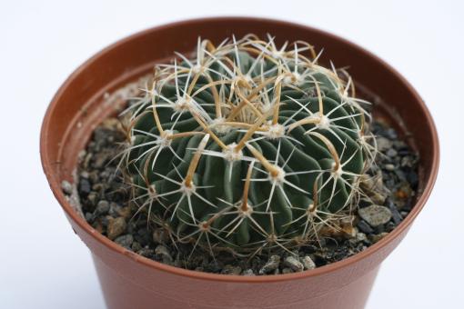 Echinofossulocactus erectocentrus 