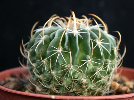 Echinofossulocactus erectocentrus SB1365 