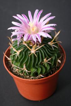 Echinofossulocactus kellerianus 