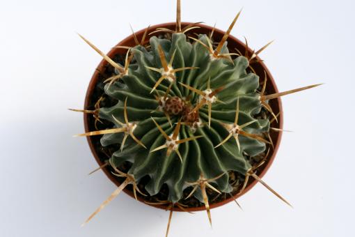 Echinofossulocactus lamellosus 