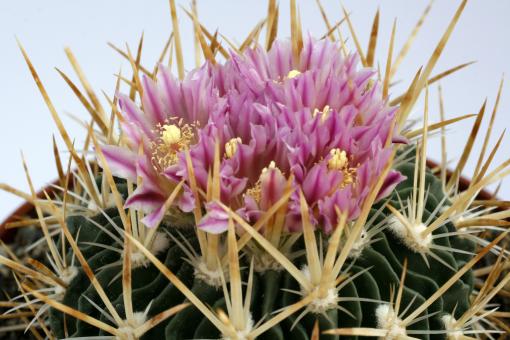 Echinofossulocactus longispinus n.n. 