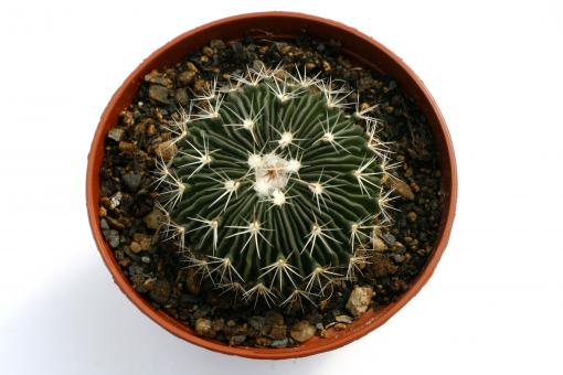 Echinofossulocactus multicostatus SB1147 Los Imagines, Coah, MEX 