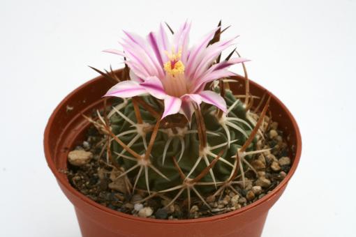Echinofossulocactus obvallatus 