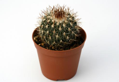 Echinofossulocactus spec. San Felipe 