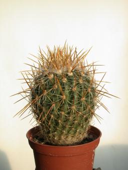 Echinofossulocactus vaupelianus 