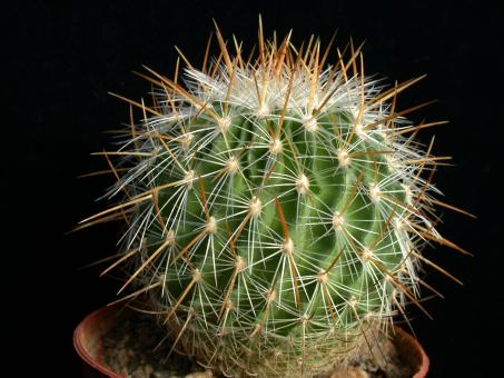 Echinofossulocactus vaupelianus 