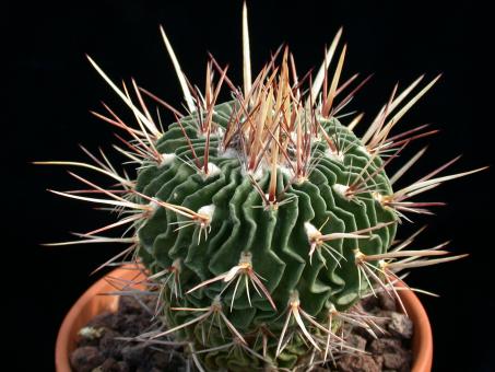 Echinofossulocactus violaciflorus  Bernal, Qro, MEX 