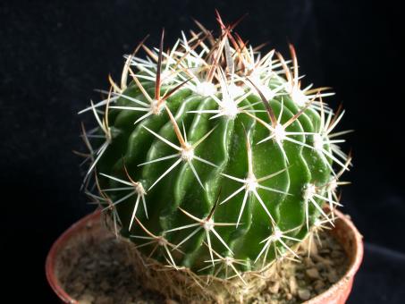 Echinofossulocactus xiphacanthus MG316.75 