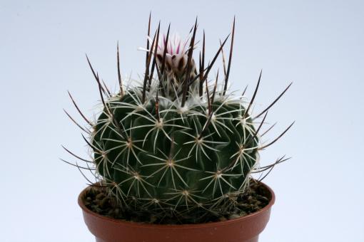 Echinofossulocactus zacatecasensis *3^ SB18 Zacatecas, Zac, MEX 