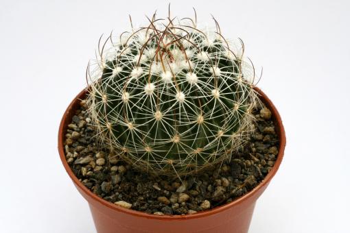 Echinofossulocactus zacatecasensis  Mazapil, Zac, MEX 