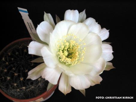 Echinopsis ancistrophora OF66-80 