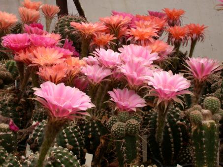 Echinopsis-Hybriden bunte Mischung 