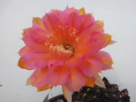 Echinopsis-Hybriden Afterglow HBG80587, Schick344-4 