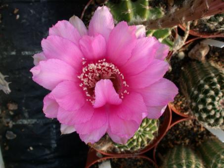 Echinopsis-Hybriden Agathe 