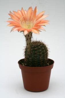 Echinopsis-Hybriden Andenken an Fric Wes366 