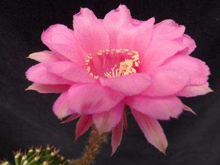 Echinopsis-Hybriden Anilin 