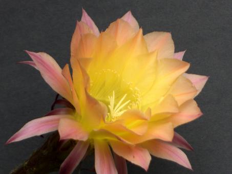 Echinopsis-Hybriden Astrid 