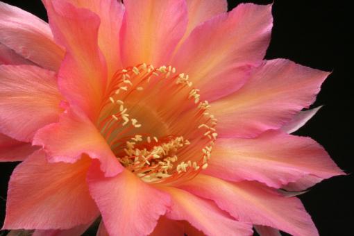 Echinopsis-Hybriden Aurora Wes371 