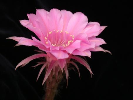 Echinopsis-Hybriden Barbara 
