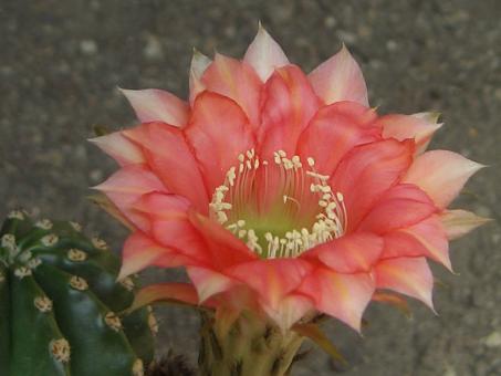 Echinopsis-Hybriden Cajamarca Wes332 