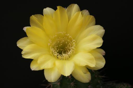 Echinopsis-Hybriden Canary Wes323 