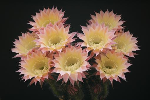 Echinopsis-Hybriden Celeste HBG85179, Schick1365-2 