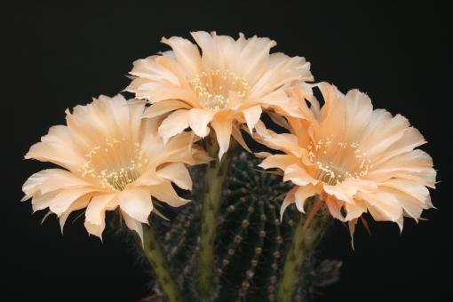Echinopsis-Hybriden Champagner Rheingold203 