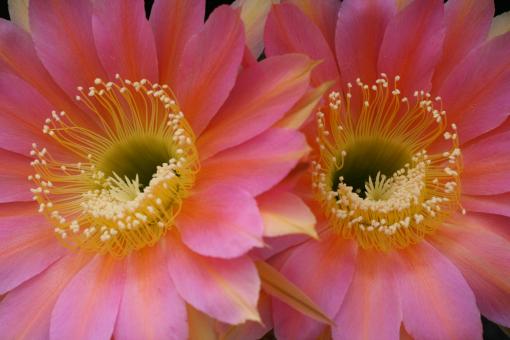 Echinopsis-Hybriden Eclipse HBG80596, Schick1271-26 