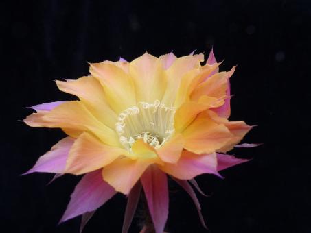 Echinopsis-Hybriden EL Capitan 