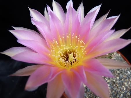 Echinopsis-Hybriden Flamenco 