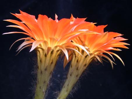 Echinopsis-Hybriden Gertrude 