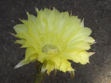 Echinopsis-Hybriden Golden Dream Sta325 