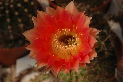 Echinopsis-Hybriden Gräser Nr. 6 