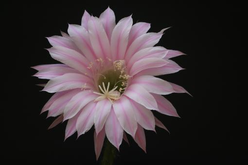 Echinopsis-Hybriden Hans Sachs 