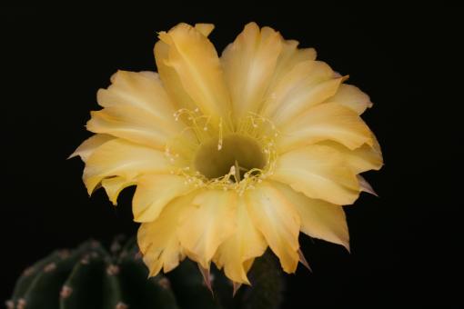 Echinopsis-Hybriden Johnsons Greengold 