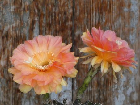 Echinopsis-Hybriden Magrathea 