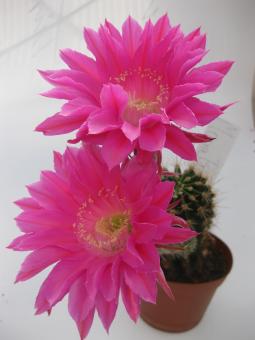 Echinopsis-Hybriden Maria Piazza HBG80605, Schick1373-52 