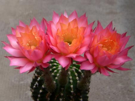 Echinopsis-Hybriden Morgenzauber Wes319 