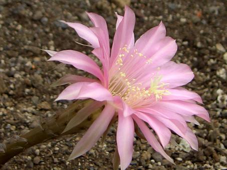 Echinopsis-Hybriden Salmon Queen Wes388 