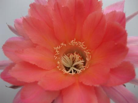 Echinopsis-Hybriden Sierra Skyline HBG80612, Schick1243-25 
