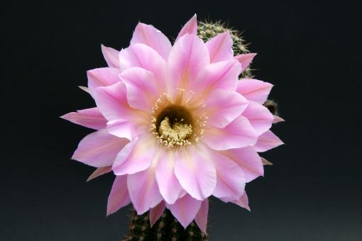 Echinopsis-Hybriden Spring Symphony HBG82633, Schick1483-36 