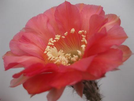 Echinopsis-Hybriden Tangerine Wes392 