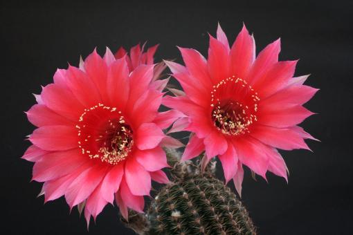 Echinopsis-Hybriden Temptress HBG80618, Schick622-3 