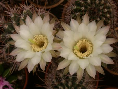 Echinopsis leucantha Salta, ARG 