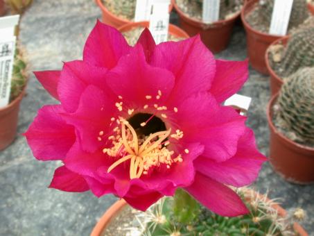 Echinopsis kermesina 