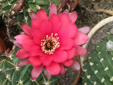 Echinopsis obrepanda v. purpurea R461 Cochabamba, BOL 