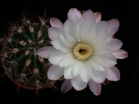 Echinopsis rhodotricha % 