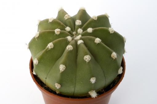 Echinopsis subdenudata 